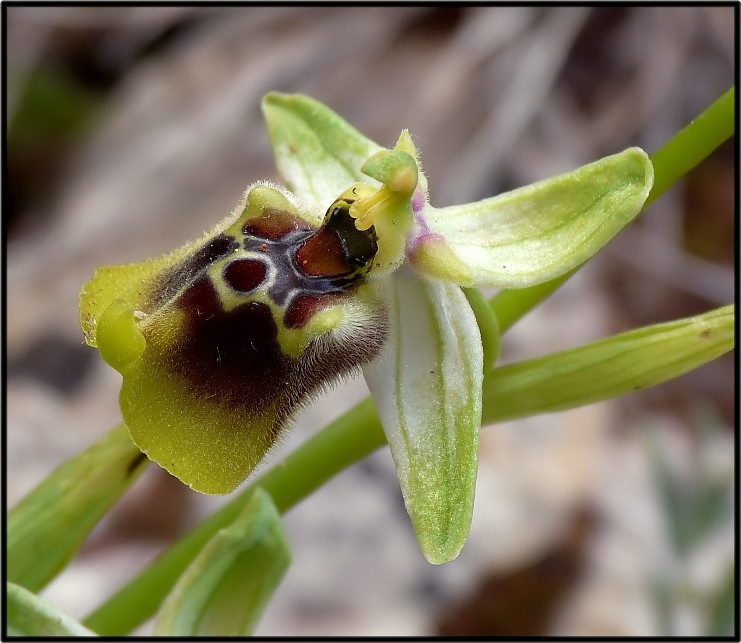 Ophrys cinnabarina (=Ophrys holosericea subsp. paolina) nuova sottos. del Gargano